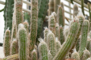 Saint Gallen, İsviçre, 14 Kasım 2023 Oreocereus Sericata kaktüsü botanik bahçesinde