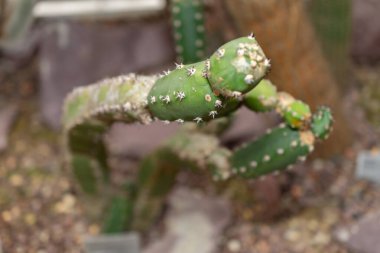 Saint Gallen, İsviçre, 14 Kasım 2023 Harrisia Jusbertii kaktüsü botanik bahçesinde.