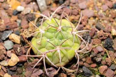 Saint Gallen, İsviçre, 14 Kasım 2023 Botanik Bahçesinde Gymnocalycium Pflanzii kaktüsü