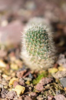 Saint Gallen, İsviçre, 14 Kasım 2023 Rebutia Minuscula kaktüsü botanik bahçesinde.