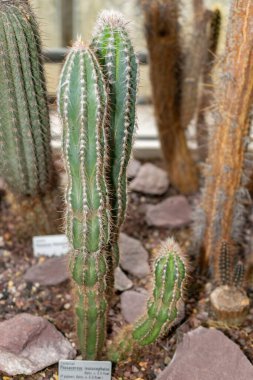 Saint Gallen, İsviçre, 14 Kasım 2023 Pilosocereus Leucocephalus veya botanik bahçesindeki yaşlı adam kaktüsü