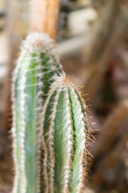 Saint Gallen, İsviçre, 14 Kasım 2023 Pilosocereus Leucocephalus veya botanik bahçesindeki yaşlı adam kaktüsü