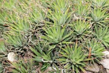 Saint Gallen, İsviçre, 14 Kasım 2023 Haworthia Fasciata bitkisi botanik bahçesinde.