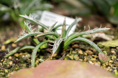 Saint Gallen, İsviçre, 14 Kasım 2023 Agave Filifera bitkisi botanik bahçesinde