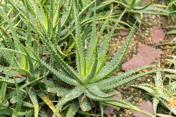 Saint Gallen, İsviçre, 13 Kasım 2023 Aloe Humilis veya botanik bahçesindeki örümcek aloe bitkisi