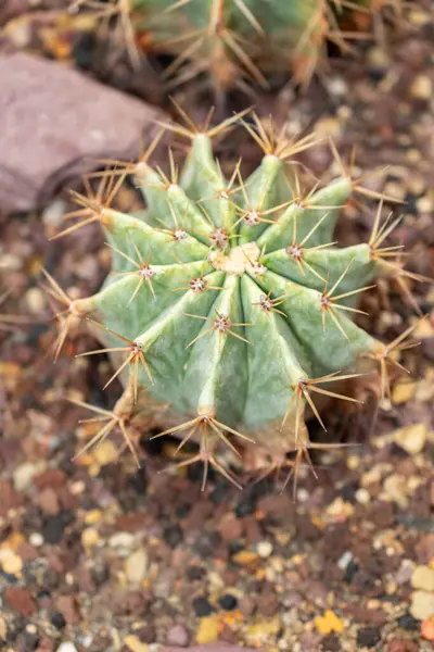 Saint Gallen, İsviçre, 14 Kasım 2023 Ferocactus Glaucescens veya botanik bahçesindeki cam varil kaktüsü.