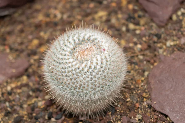 Saint Gallen, İsviçre, 14 Kasım 2023 Mammillaria Geminispina veya botanik bahçesindeki ikiz dikenli kaktüs