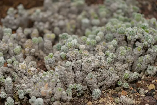 Saint Gallen, İsviçre, 14 Kasım 2023 Mammillaria Gracillis kaktüsü botanik bahçesinde.