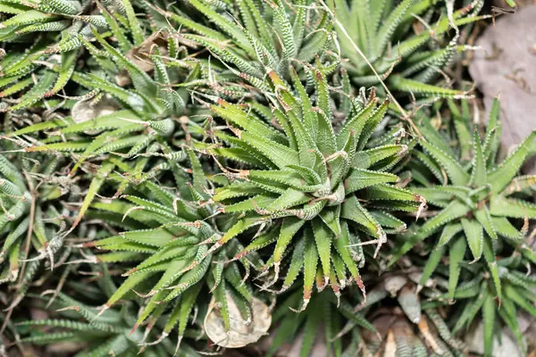 Saint Gallen, İsviçre, 14 Kasım 2023 Haworthia Fasciata bitkisi botanik bahçesinde.