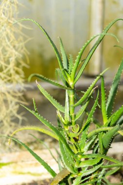 Saint Gallen, İsviçre, 14 Kasım 2023 Aloe Cyrtophylla bitkisi botanik bahçesinde.