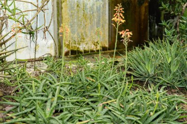 Saint Gallen, İsviçre, 14 Kasım 2023 Aloe Ellenbeckii bitkisi botanik bahçesinde