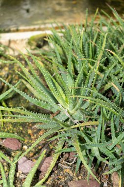 Saint Gallen, İsviçre, 14 Kasım 2023 Aloe Humilis veya botanik bahçesindeki örümcek aloe