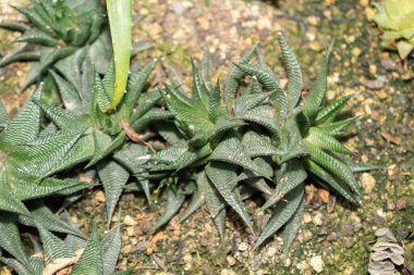 Saint Gallen, İsviçre, 14 Kasım 2023 Haworthia Limifolia bitkisi botanik bahçesinde.