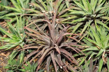 Saint Gallen, İsviçre, 14 Kasım 2023 Haworthia Attenuata veya Zebra Haworthia bitkisi botanik bahçesinde