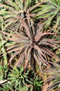 Saint Gallen, İsviçre, 14 Kasım 2023 Haworthia Attenuata veya Zebra Haworthia bitkisi botanik bahçesinde