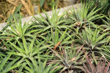 Saint Gallen, İsviçre, 14 Kasım 2023 Haworthia Attenuata veya Zebra Haworthia bitkisi botanik bahçesinde