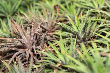 Saint Gallen, İsviçre, 14 Kasım 2023 Haworthia Attenuata veya Zebra Haworthia bitkisi botanik bahçesinde