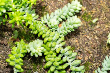 Saint Gallen, İsviçre, 14 Kasım 2023 Sedum Burrito fabrikası botanik bahçesinde.