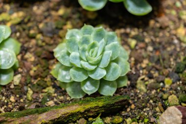 Saint Gallen, İsviçre, 14 Kasım 2023 Echeveria Elegans veya botanik bahçesindeki Meksika kar topu fabrikası