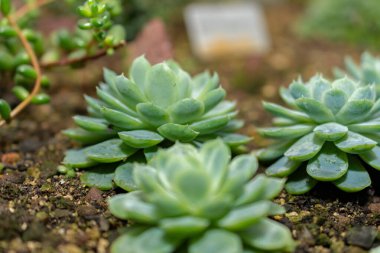 Saint Gallen, İsviçre, 14 Kasım 2023 Echeveria Elegans veya botanik bahçesindeki Meksika kar topu fabrikası