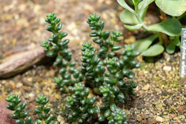 Saint Gallen, İsviçre, 14 Kasım 2023 Sedum Furfuraceum fabrikası botanik bahçesinde.