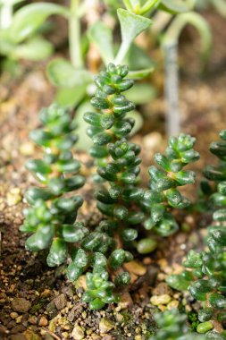 Saint Gallen, İsviçre, 14 Kasım 2023 Sedum Furfuraceum fabrikası botanik bahçesinde.