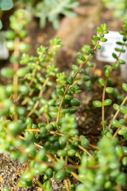 Saint Gallen, İsviçre, 14 Kasım 2023 Sedum Stahlii bitkisi botanik bahçesinde.