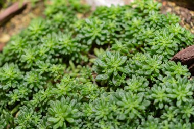 Saint Gallen, İsviçre, 14 Kasım 2023 Monanthes Muralis, Botanik Bahçesi.