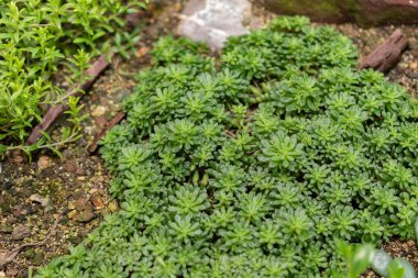 Saint Gallen, İsviçre, 14 Kasım 2023 Monanthes Muralis, Botanik Bahçesi.