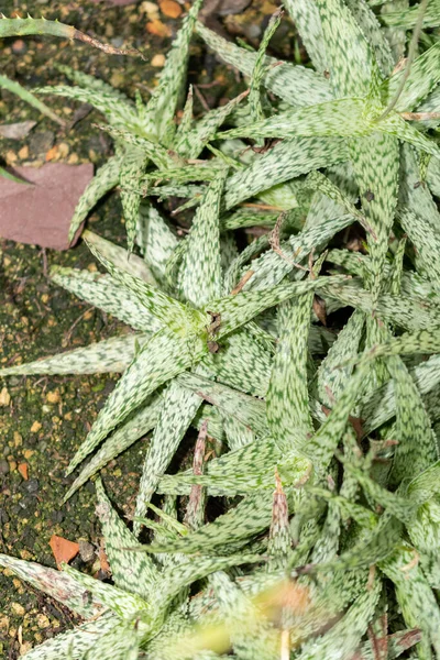 Saint Gallen Suiza Noviembre 2023 Aloe Rauhii Aloe Copo Nieve — Foto de Stock