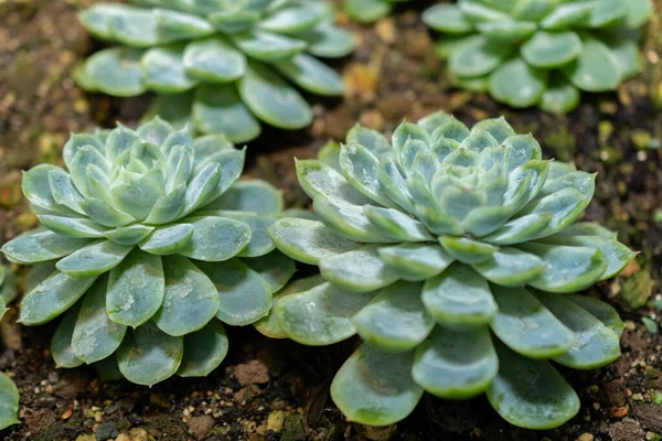 Saint Gallen, İsviçre, 14 Kasım 2023 Echeveria Elegans veya botanik bahçesindeki Meksika kar topu fabrikası