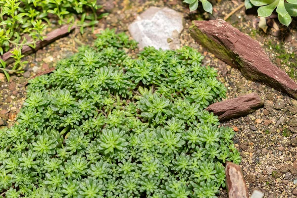 Saint Gallen, İsviçre, 14 Kasım 2023 Monanthes Muralis, Botanik Bahçesi.