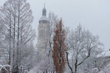 Saint Gallen, İsviçre, 28 Kasım 2023 kar yağışı sırasında botanik bahçesinde kış havası