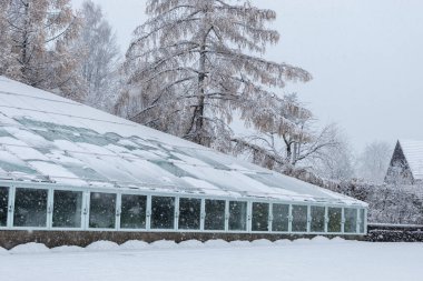 Saint Gallen, İsviçre, 28 Kasım 2023 kar yağışı sırasında botanik bahçesinde kış havası