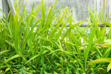 Saint Gallen, İsviçre, 28 Kasım 2023 Crinum Commelyni bitkisi botanik bahçesinde