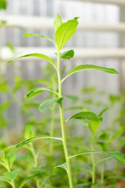 Saint Gallen, İsviçre, 28 Kasım 2023 Hydrolea Spinosa bitkisi botanik bahçesinde.