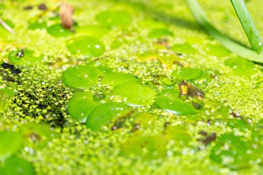 Saint Gallen, İsviçre, 28 Kasım 2023 Limnobium Laevigatum veya botanik bahçesindeki Batı Hindistan sünger fabrikası