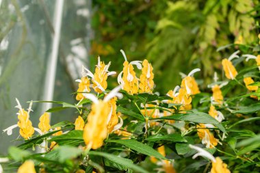 Saint Gallen, İsviçre, 28 Kasım 2023 Pachystachys Lutea veya botanik bahçesindeki altın karides bitkisi