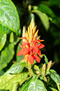 Saint Gallen, İsviçre, 28 Kasım 2023 Aphelandra Aurantiaca bitkisi botanik bahçesinde.