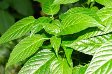 Saint Gallen, İsviçre, 28 Kasım 2023 Schaueria Flavicoma bitkisi botanik bahçesinde.