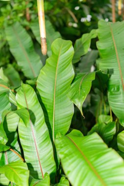 Saint Gallen, İsviçre, 28 Kasım 2023 Heliconia Stricta bitkisi botanik bahçesinde