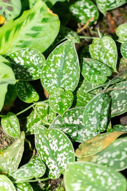 Saint Gallen, İsviçre, 28 Kasım 2023 Scindapsus Pictus veya botanik bahçesindeki gümüş sarmaşık bitkisi