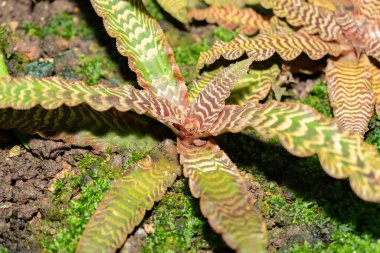 Saint Gallen, İsviçre, 28 Kasım 2023 Kriptanthus Fosterianus bitkisi botanik bahçesinde.