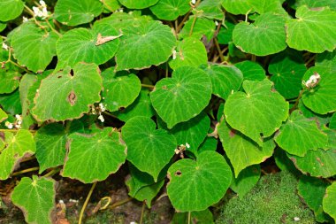 Saint Gallen, İsviçre, 28 Kasım 2023 Begonia Imperialis bitkisi botanik bahçesinde.