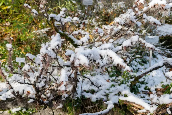 スイスのサン ガレン 2023年11月29日 植物園の植物園で新鮮な雪が降りました — ストック写真