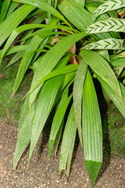 Saint Gallen, İsviçre, 28 Kasım 2023 Spatthoglottis Plicata veya botanik bahçesindeki Filipin orkide bitkisi