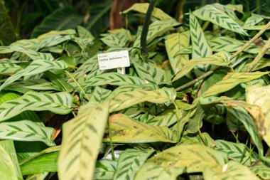 Saint Gallen, İsviçre, 28 Kasım 2023 Calathea Bachemiana bitkisi botanik bahçesinde