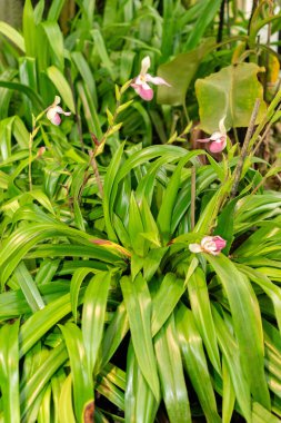 Saint Gallen, İsviçre, 28 Kasım 2023 Phragmipedium X Sedenii bitkisi botanik bahçesinde.