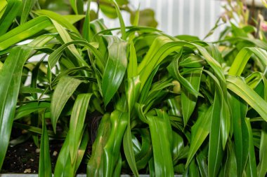 Saint Gallen, İsviçre, 28 Kasım 2023 Phragmipedium X Sedenii bitkisi botanik bahçesinde.