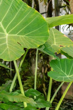 Saint Gallen, İsviçre, 28 Kasım 2023 Colocasia Gigantea veya botanik bahçesindeki dev fil kulak bitkisi